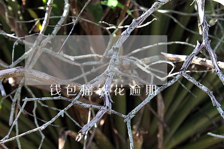 钱包摇钱花逾期 钱包摇钱花逾期