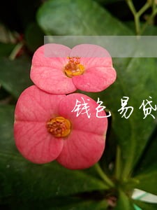 钱包易贷不扣款导致逾期 钱包易贷不扣款导致逾期