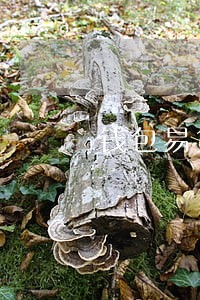钱包易贷逾期1年