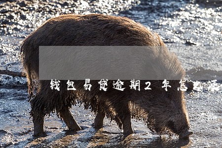 钱包易贷逾期2年怎么还 钱包易贷逾期2年怎么还
