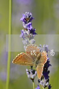 钱包易贷逾期4年打电话说要上门 钱包易贷逾期4年打电话说要上门