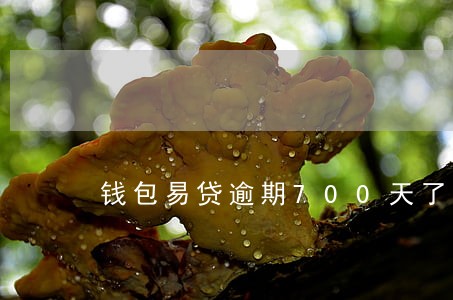 钱包易贷逾期700天了会怎么样 钱包易贷逾期700天了会怎么样