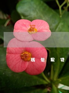 钱包易贷逾期一年我爱卡 钱包易贷逾期一年我爱卡