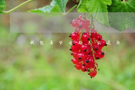 钱包易贷逾期怎么还款 钱包易贷逾期怎么还款