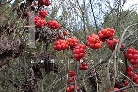 钱包易贷逾期怎样减免