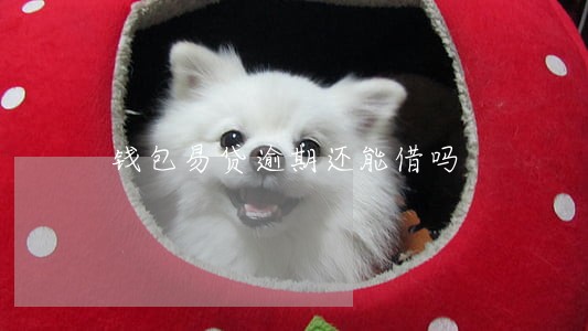 钱包易贷逾期还能借吗 钱包易贷逾期还能借吗