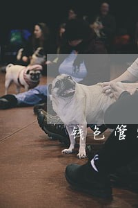 钱包管家短信说欠款逾期