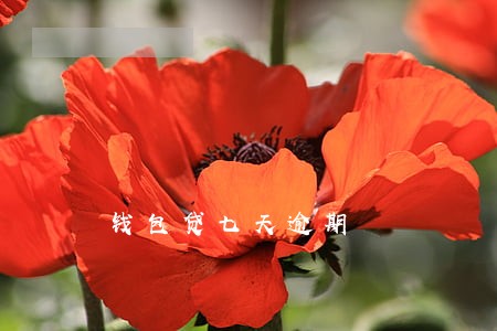 钱包贷七天逾期 钱包贷七天逾期