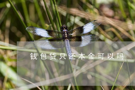 钱包贷只还本金可以吗 钱包贷只还本金可以吗