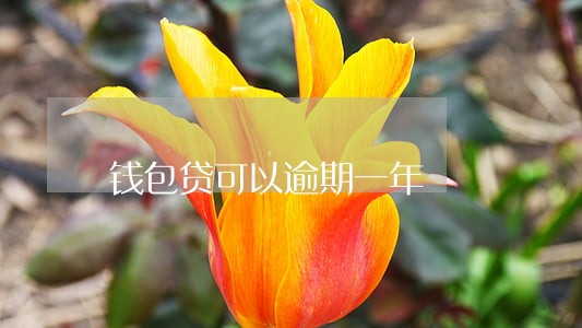 钱包贷可以逾期一年