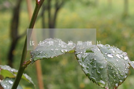 钱包贷款逾期图片 钱包贷款逾期图片