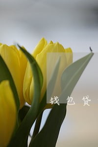 钱包贷贷逾期四个月 钱包贷贷逾期四个月