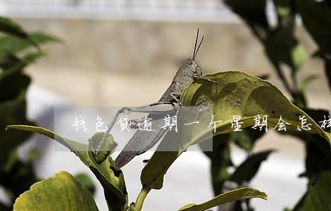 钱包贷逾期一个星期会怎样 钱包贷逾期一个星期会怎样