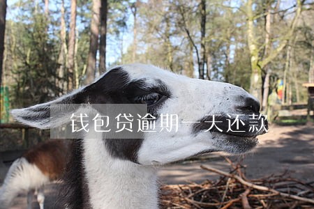 钱包贷逾期一天还款 钱包贷逾期一天还款