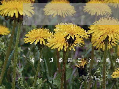 钱包贷逾期三个月咋办 钱包贷逾期三个月咋办