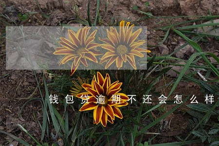 钱包贷逾期不还会怎么样 钱包贷逾期不还会怎么样