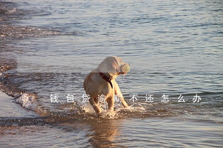 钱包贷逾期不还怎么办 钱包贷逾期不还怎么办