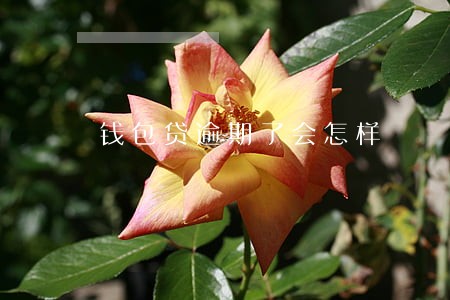 钱包贷逾期了会怎样 钱包贷逾期了会怎样