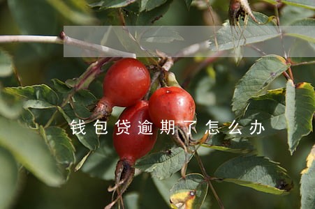 钱包贷逾期了怎么办 钱包贷逾期了怎么办