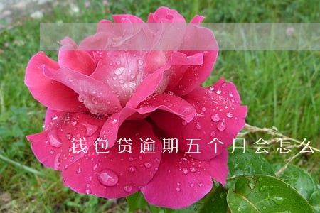 钱包贷逾期五个月会怎么样 钱包贷逾期五个月会怎么样