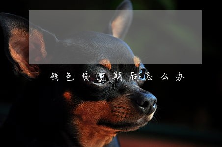 钱包贷逾期后怎么办 钱包贷逾期后怎么办
