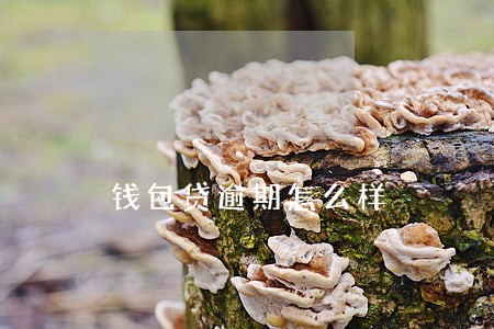 钱包贷逾期怎么样