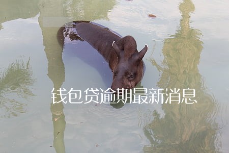 钱包贷逾期最新消息 钱包贷逾期最新消息