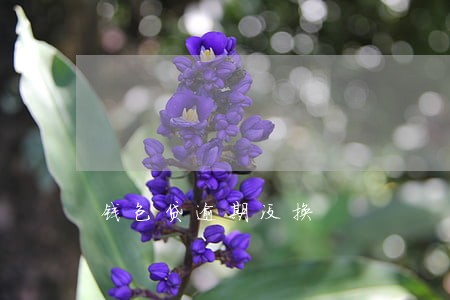 钱包贷逾期没换 钱包贷逾期没换