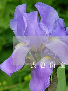 钱包贷逾期的后果 钱包贷逾期的后果