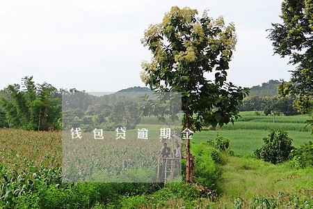 钱包贷逾期金 钱包贷逾期金