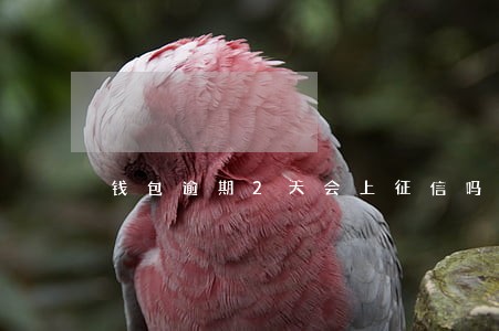 钱包逾期2天会上征信吗