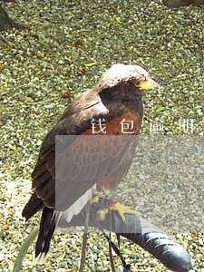 钱包逾期2月 钱包逾期2月