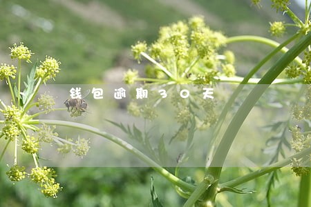 钱包逾期30天 钱包逾期30天