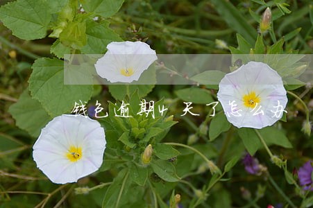 钱包逾期4天了怎么办 钱包逾期4天了怎么办