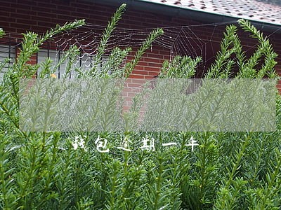 钱包逾期一年