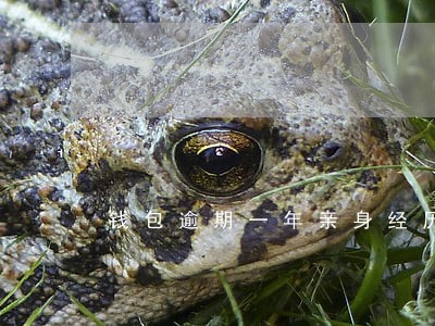 钱包逾期一年亲身经历 钱包逾期一年亲身经历