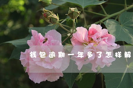 钱包逾期一年多了怎样解除 钱包逾期一年多了怎样解除