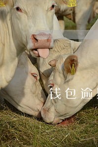 钱包逾期上征信吗 钱包逾期上征信吗