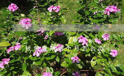 钱包逾期两个月怎么办 钱包逾期两个月怎么办