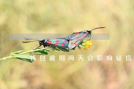 钱包逾期两天会影响征信吗 钱包逾期两天会影响征信吗