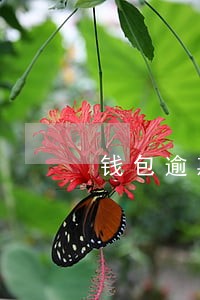 钱包逾期外包上门是真的吗 钱包逾期外包上门是真的吗