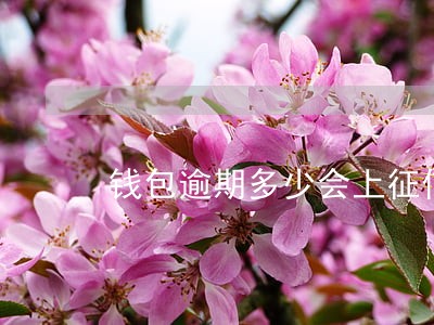 钱包逾期多少会上征信 钱包逾期多少会上征信