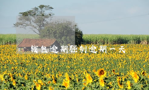 钱包逾期强制逾期一天 钱包逾期强制逾期一天