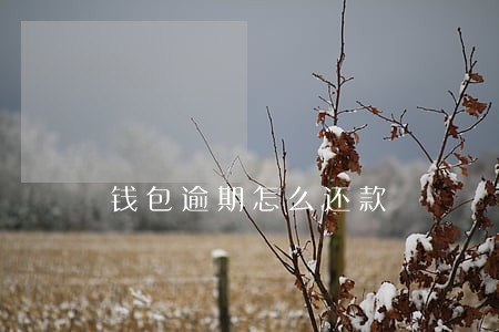 钱包逾期怎么还款 钱包逾期怎么还款