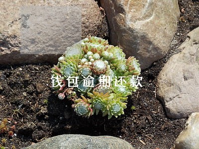 钱包逾期还款 钱包逾期还款