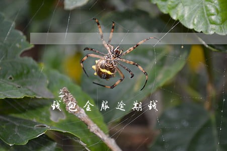 钱包金服逾期钱 钱包金服逾期钱