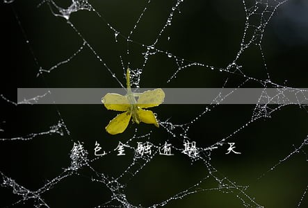 钱包金融逾期一天 钱包金融逾期一天