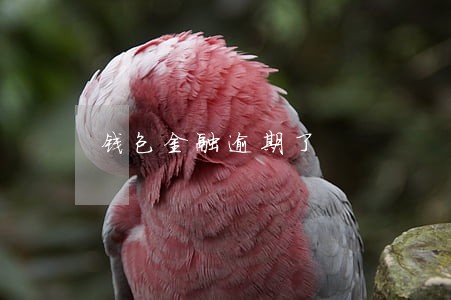 钱包金融逾期了