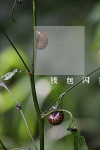钱包闪贷可以逾期几天 钱包闪贷可以逾期几天