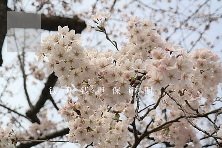 钱升钱担保逾期 钱升钱担保逾期